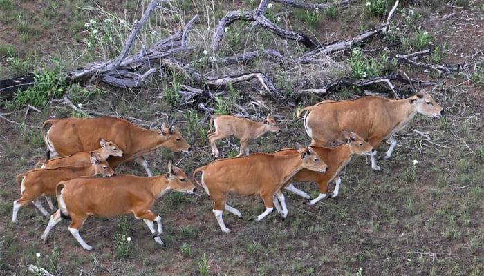 Banteng are seen during a herding operation in Siem Pang, northeastern Cambodia, on May 13, 2025.