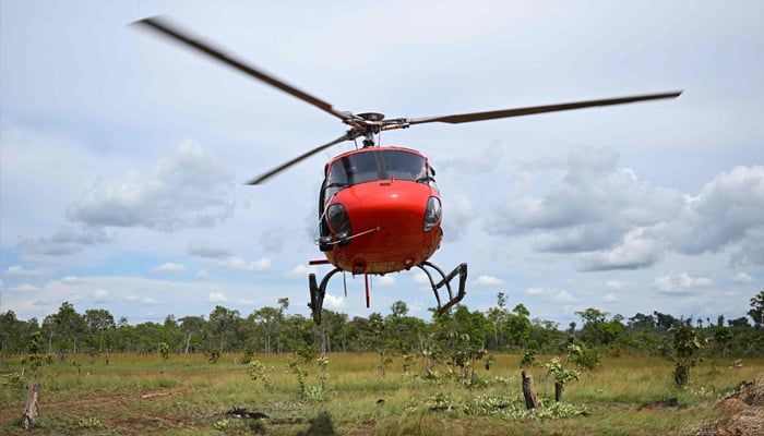 A helicopter is shown herding banteng during a relocation operation in Siem Pang, northeastern Cambodia, on May 15, 2025.
