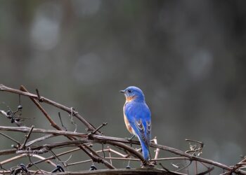 How to Experience Lossless Audio for Superior Sound Quality