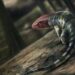 Ancient Aussie Footprints Uncover Earliest Reptile Discovery.jpg
