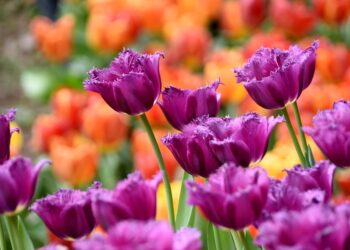 Avneet Kaur Receives a Compliment from Tom Cruise