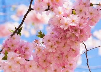 Avneet Kaur Reveals How Tom Cruise Deepened Her Love for Acting