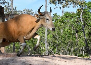 Helicopter-Herded Rare Wild Cattle in Cambodia