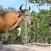 Helicopter-Herded Rare Wild Cattle in Cambodia