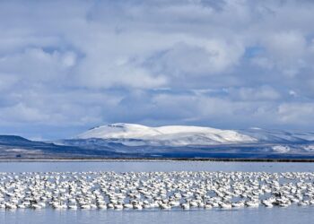 Skype Teams migration
