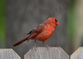 How to Play Elden Ring: Nightreign with Friends