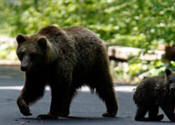 Slovakia Approves Serving Culled Bears as Culinary Delicacy