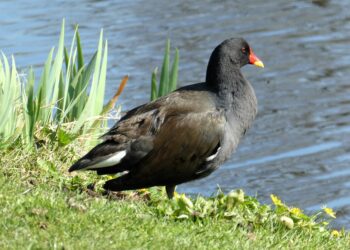 Tom Cruise Lists Bollywood Films as Bucket List Items