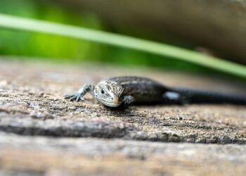 ai generated 8230409 960 720.jpg