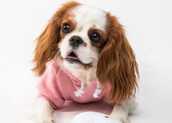 ai generated 8442262 960 720.jpg