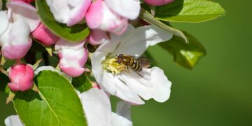 apple blossom 9550628 960 720.jpg