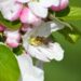 apple blossom 9550628 960 720.jpg