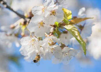 bee 7146136 960 720.jpg