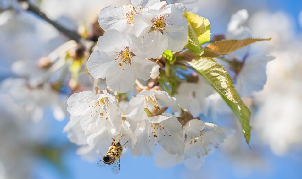 bee 7146136 960 720.jpg