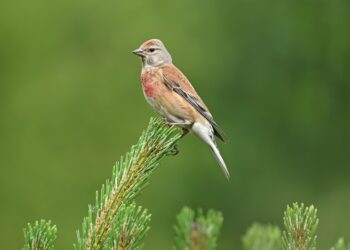 bird 8796638 960 720.jpg