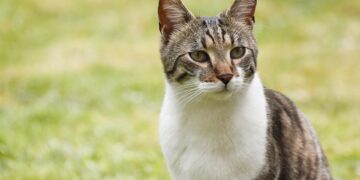 cat 9538000 960 720.jpg