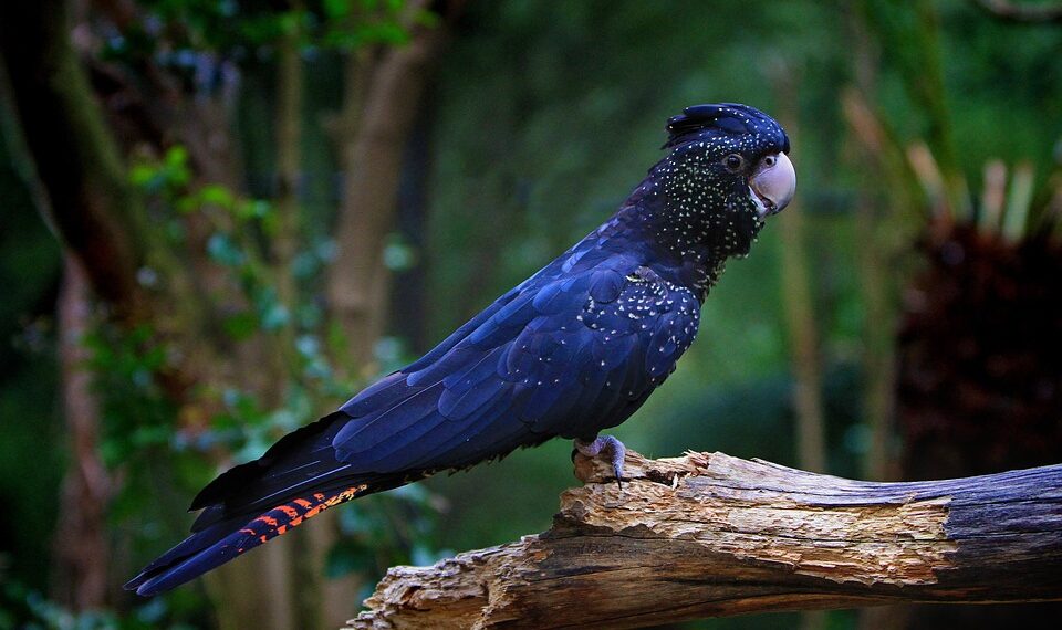 cockatoo 61194 960 720.jpg