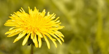 dandelion 9542325 960 720.jpg