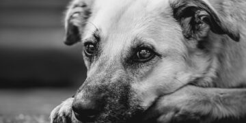 dog 9534362 960 720.jpg