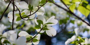 dogwood 9564339 960 720.jpg