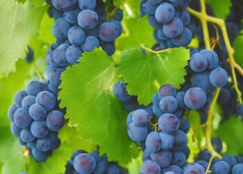 grapes 7658800 960 720.jpg