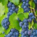 grapes 7658800 960 720.jpg