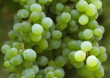 grapes 7681890 960 720.jpg