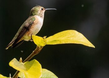 hummingbird 7867455 960 720.jpg