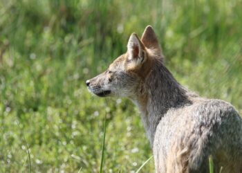 jackal 7870515 960 720.jpg