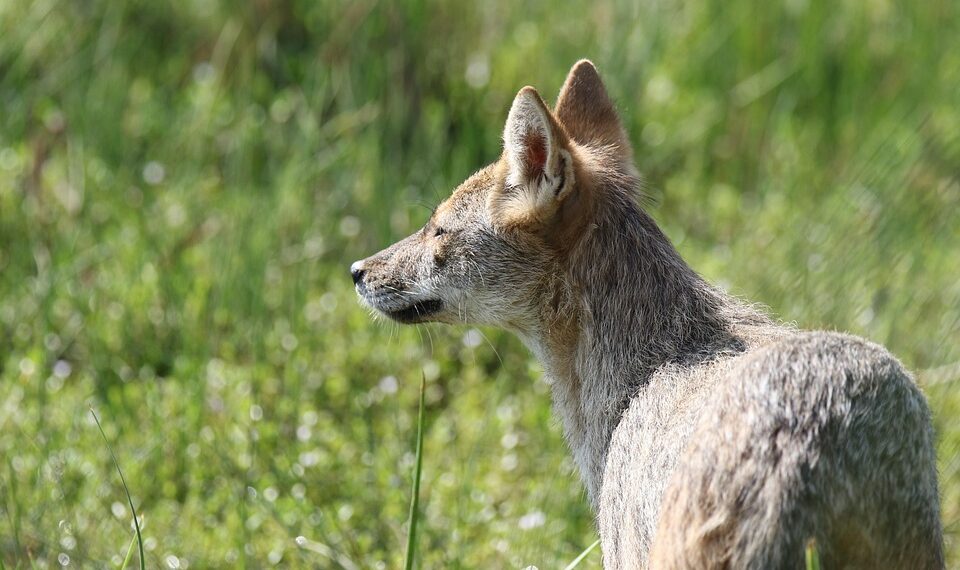 jackal 7870515 960 720.jpg