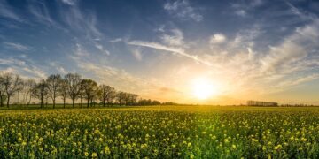 oilseed rape 2135026 960 720.jpg