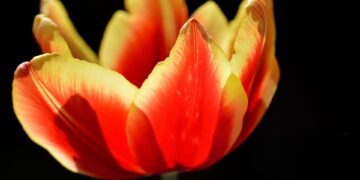 tulip 9565452 960 720.jpg