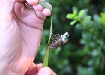 Scenic Labs LED light strip