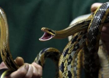 Snakes Return: A Flight to India Awaits