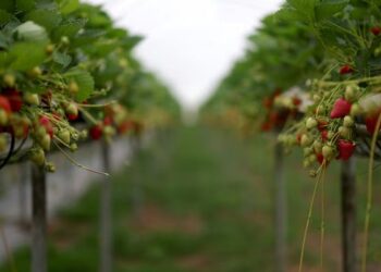 UK’s Bright Spring Delivers Delightfully Sweet Strawberries