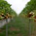 UK’s Bright Spring Delivers Delightfully Sweet Strawberries
