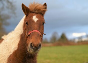 ai generated 8594565 960 720.jpg