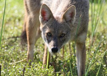 animal 7870541 960 720.jpg