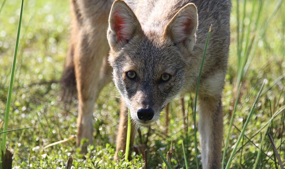 animal 7870541 960 720.jpg