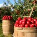 apples 1872997 960 720.jpg