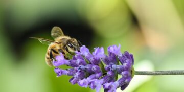bee 9663775 960 720.jpg