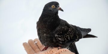 Consumption of carbonated soft drinks (litres per person per year):

 USA: 216