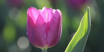 bloom 9613584 960 720.jpg