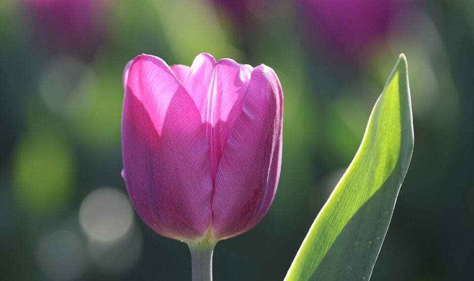 bloom 9613584 960 720.jpg