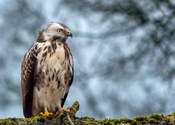 buzzard 7867767 960 720.jpg