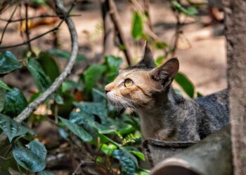 cat 7869126 960 720.jpg