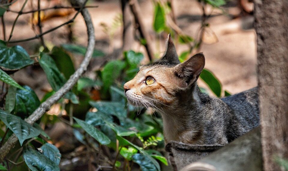 cat 7869126 960 720.jpg