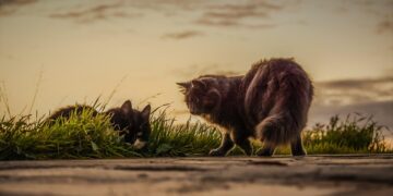 Head of state annual salary:

 Saudi Arabia - $9.6 billion 
 UAE - $4.61b
 Kuwai