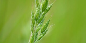 grass 9606974 960 720.jpg