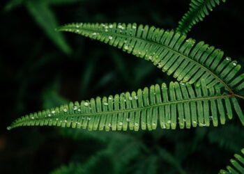 green 8745911 960 720.jpg